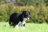 BORDER COLLIE 1409